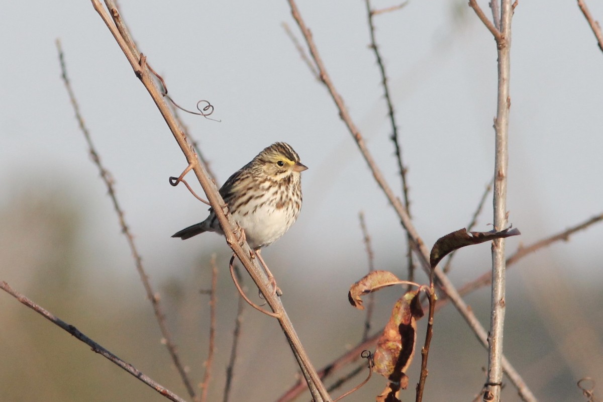 Savannah Sparrow - ML288992191