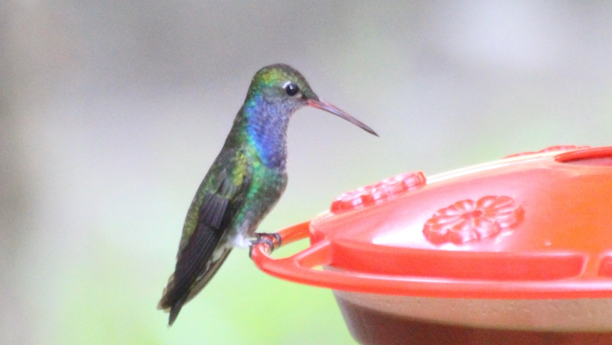 Sapphire-spangled Emerald (Spot-vented) - Mathieu Franzkeit