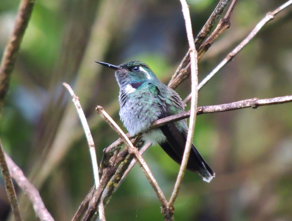 Geoffroy's Daggerbill - Jorge Tiravanti