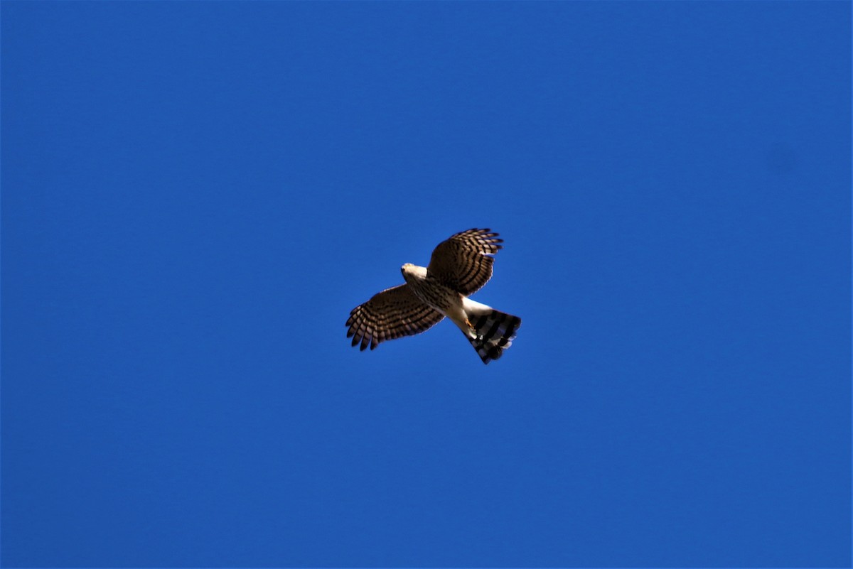 Sharp-shinned Hawk - ML288993591
