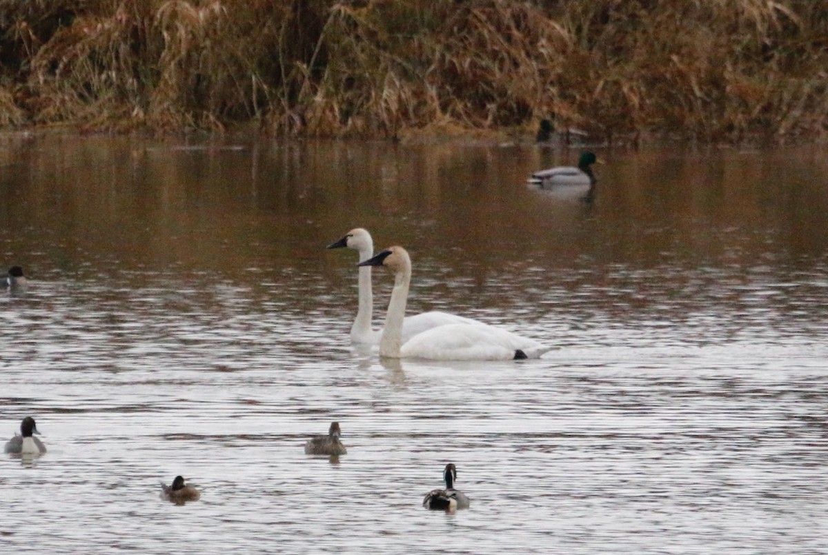 Trumpeter Swan - Michael Hagedorn