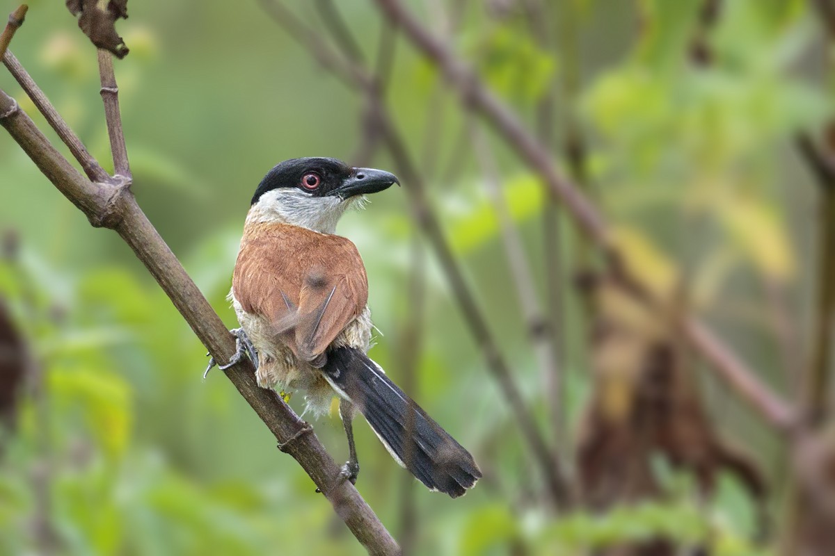 Marsh Tchagra (Anchieta's) - ML288994201