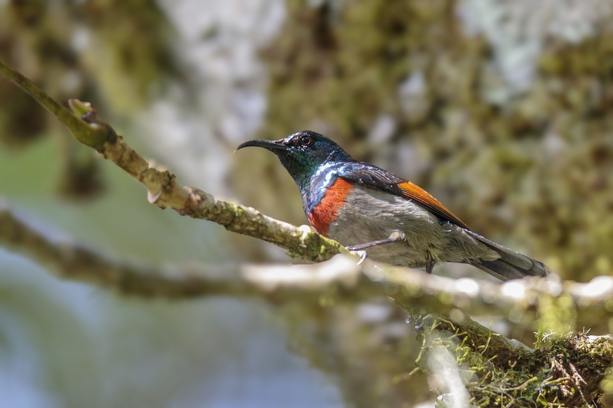 Rufous-winged Sunbird - ML288994281