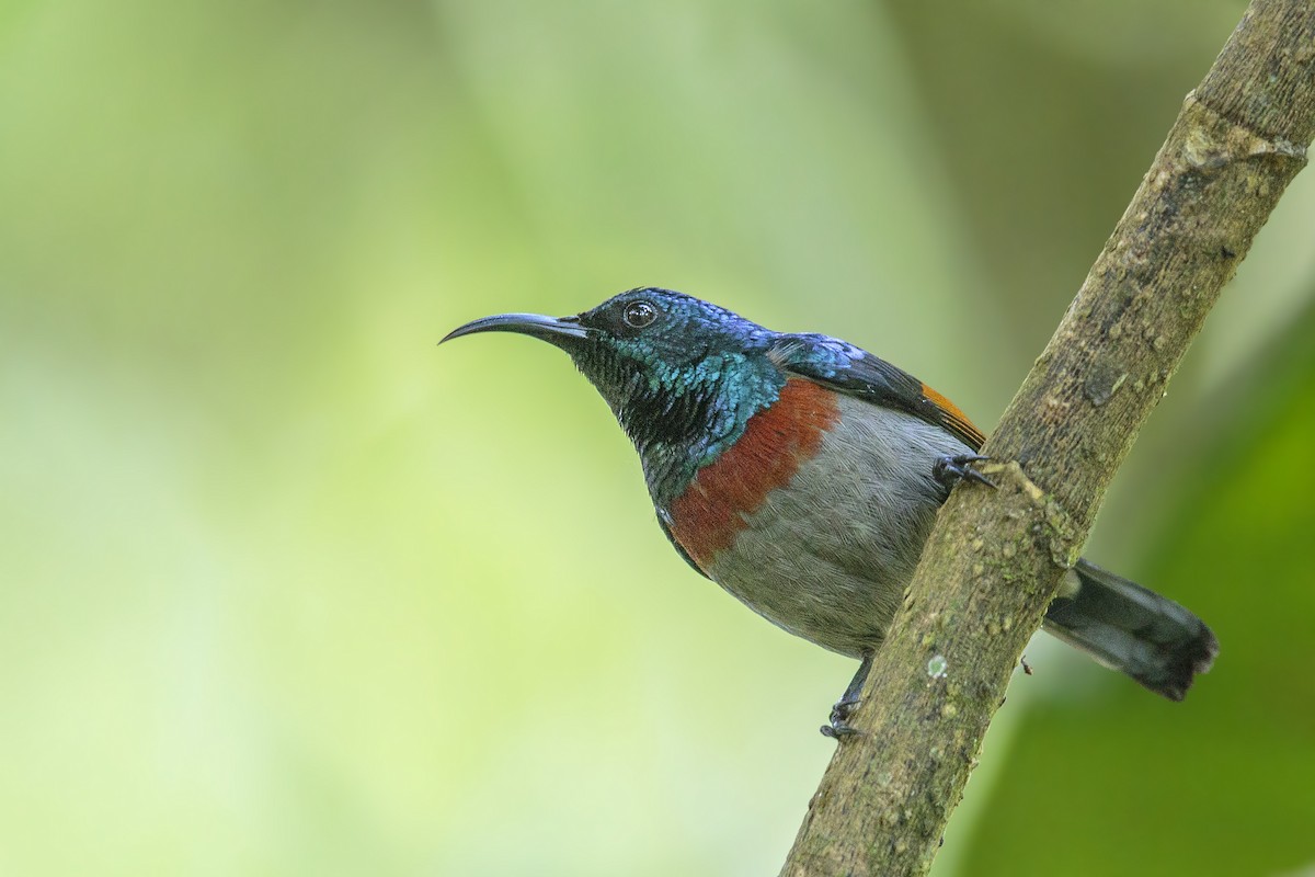 Rufous-winged Sunbird - ML288994301