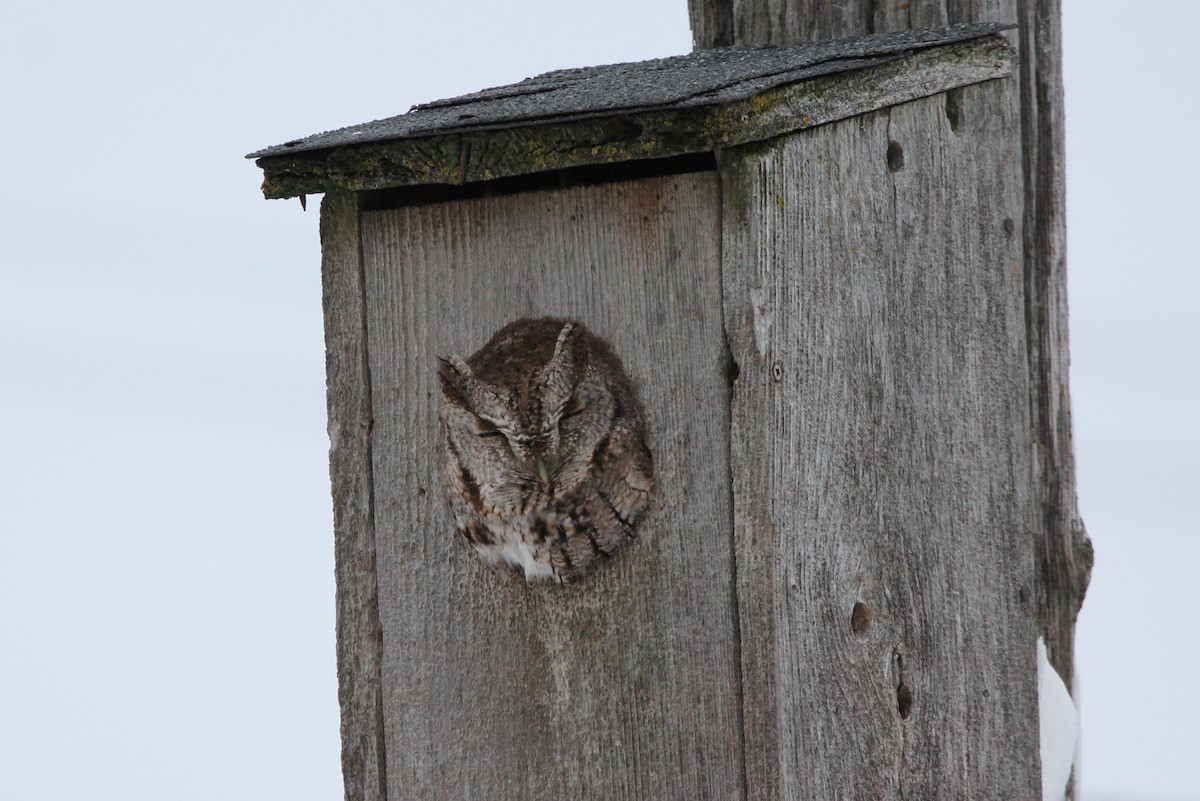 Eastern Screech-Owl - Nancy Gill