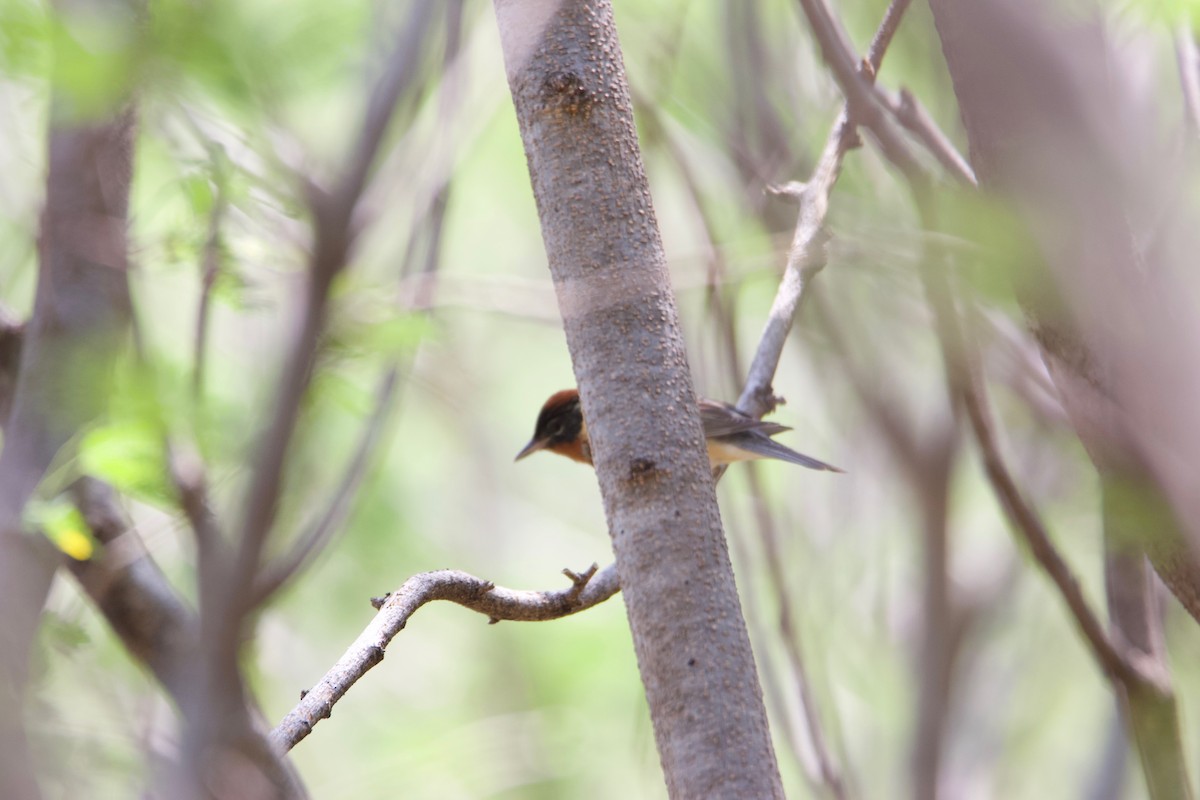 Bay-breasted Warbler - ML288998711