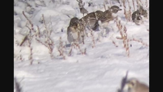 Thick-billed Longspur - ML288999291