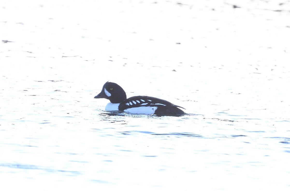 Barrow's Goldeneye - ML288999801