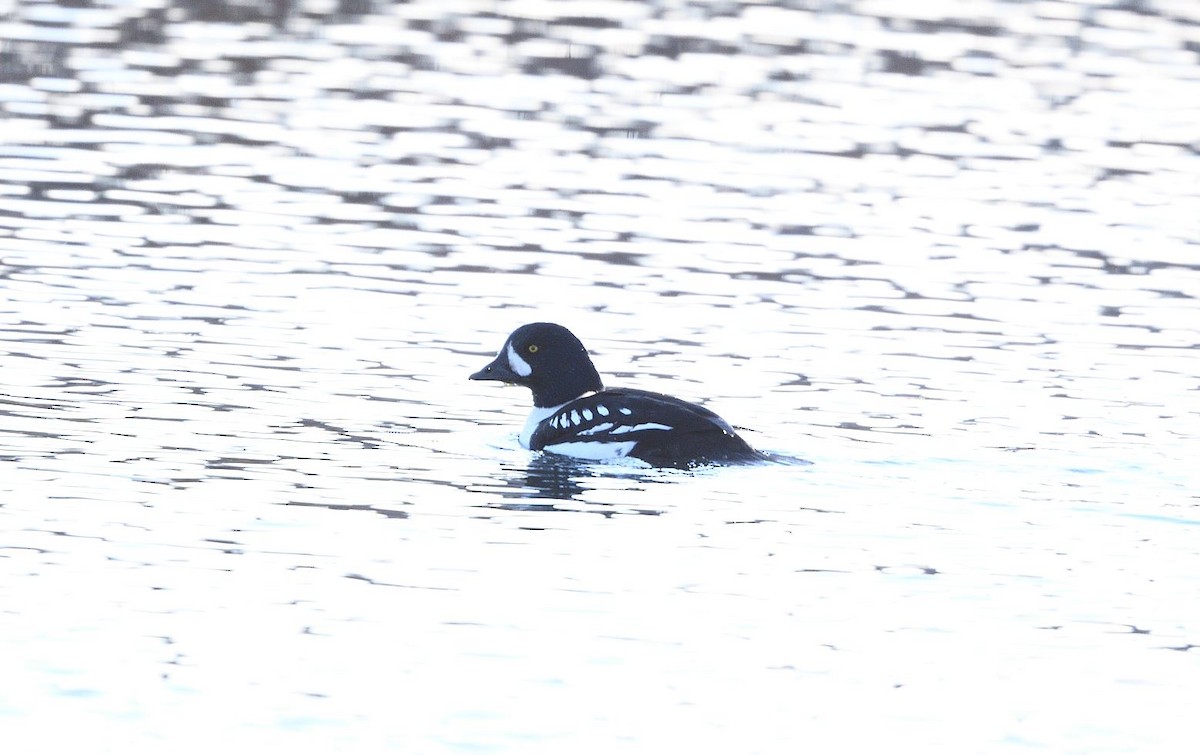 Barrow's Goldeneye - ML288999811