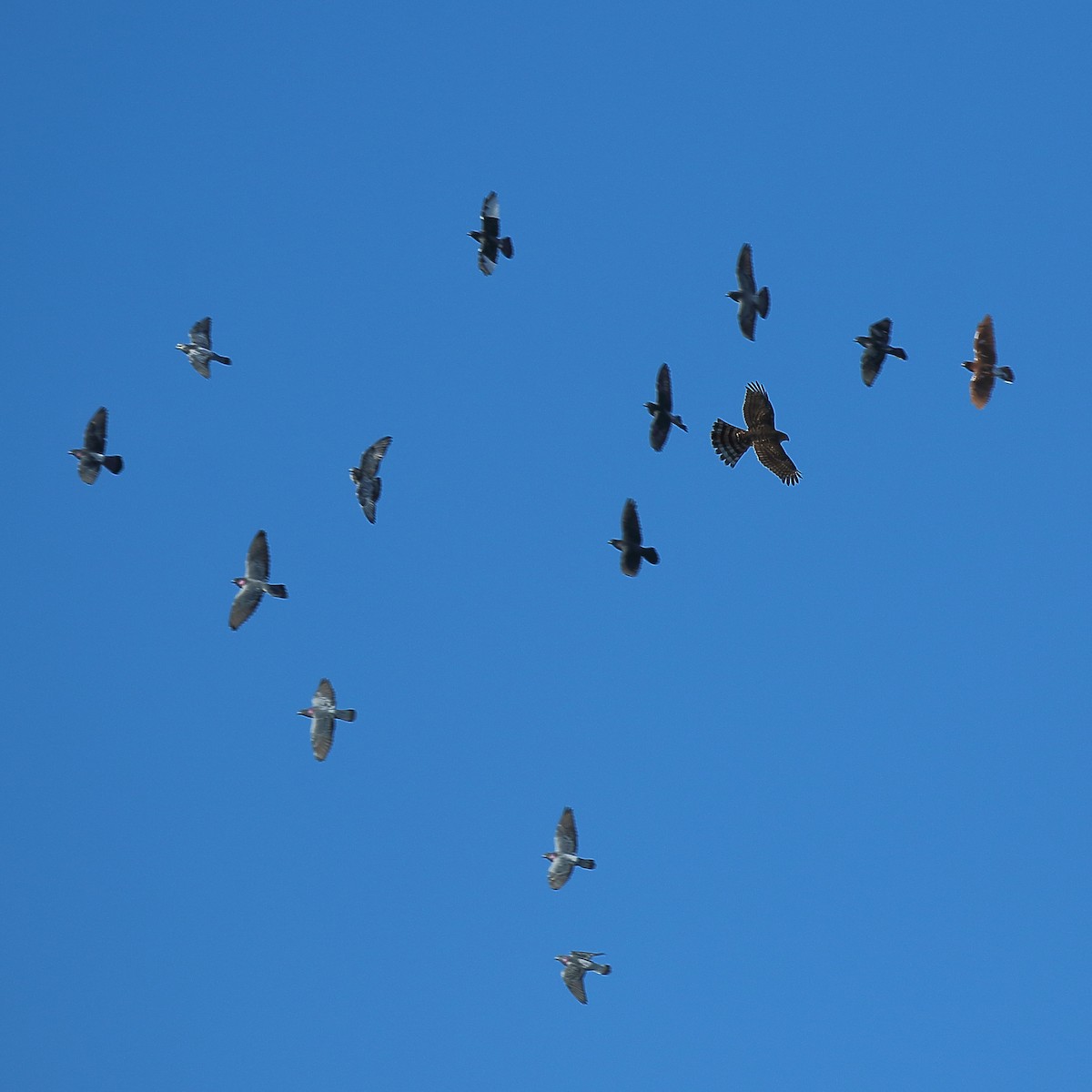 Хөхвөр тагтаа (суурин газрын) - ML289000811