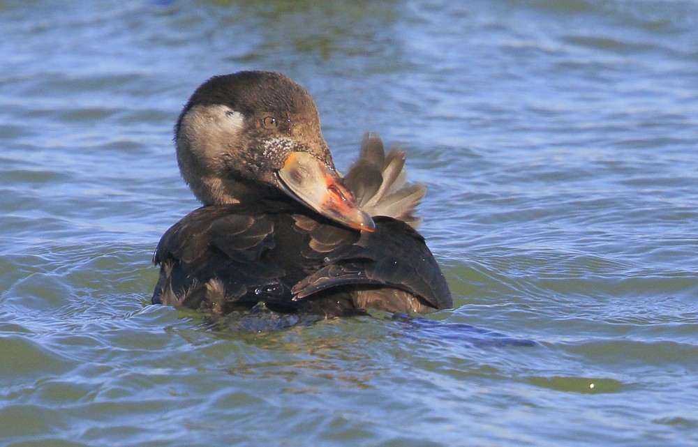 Surf Scoter - ML289001121