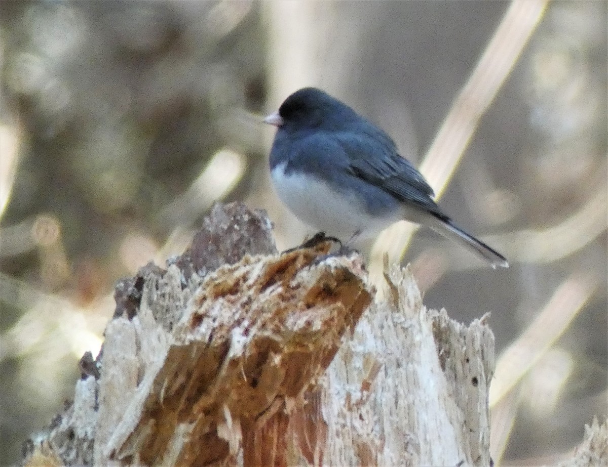 Dark-eyed Junco - ML289001721