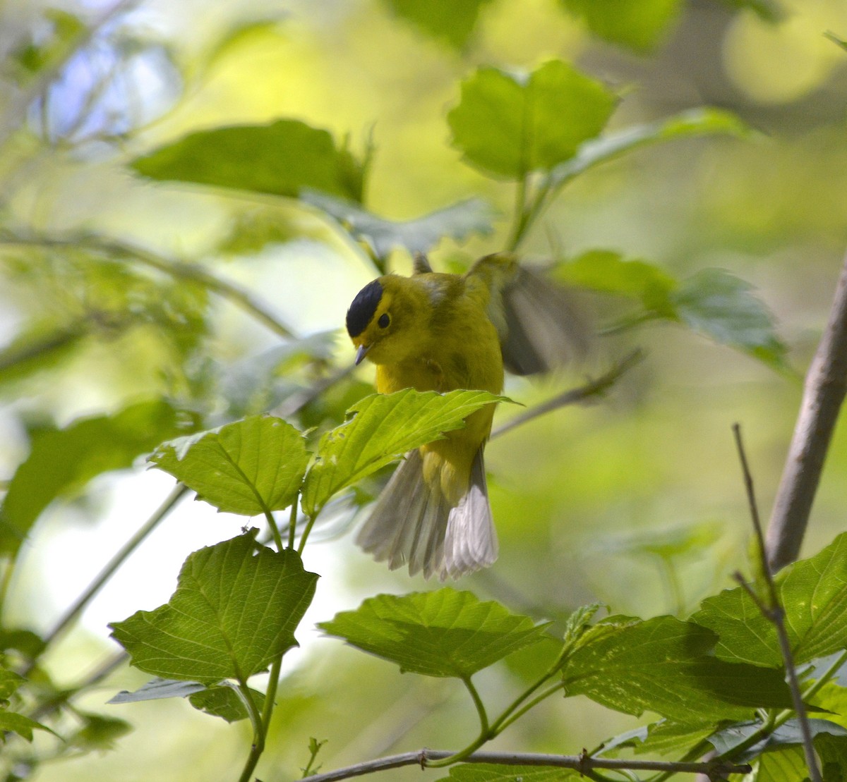 Wilson's Warbler - ML28900421