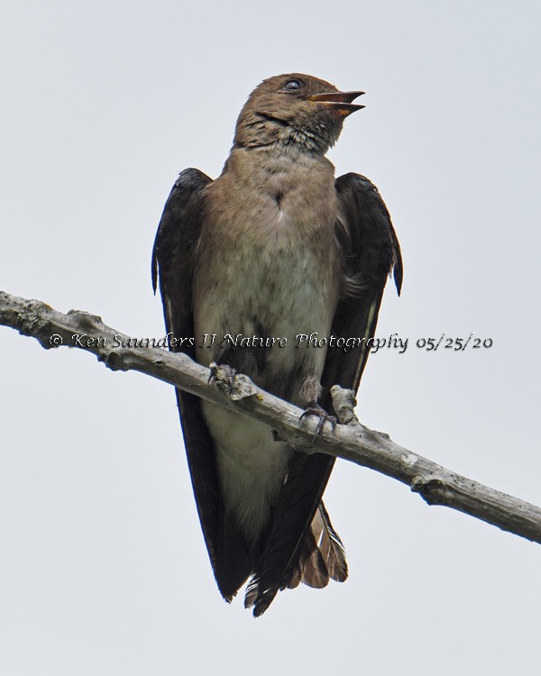 Northern Rough-winged Swallow - Ken Saunders