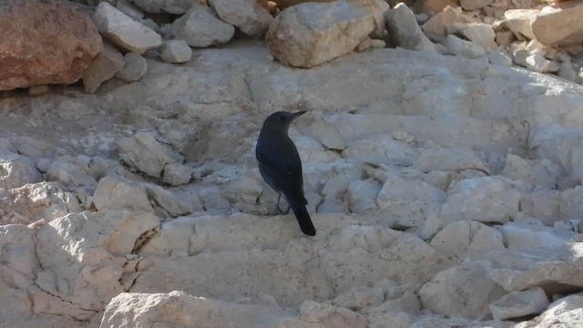 Blue Rock-Thrush - ML289005721