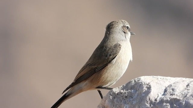 Persian Wheatear - ML289005891