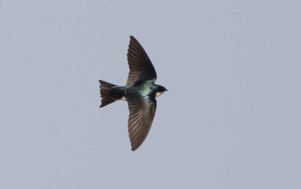 Golondrina Bicolor - ML289006291