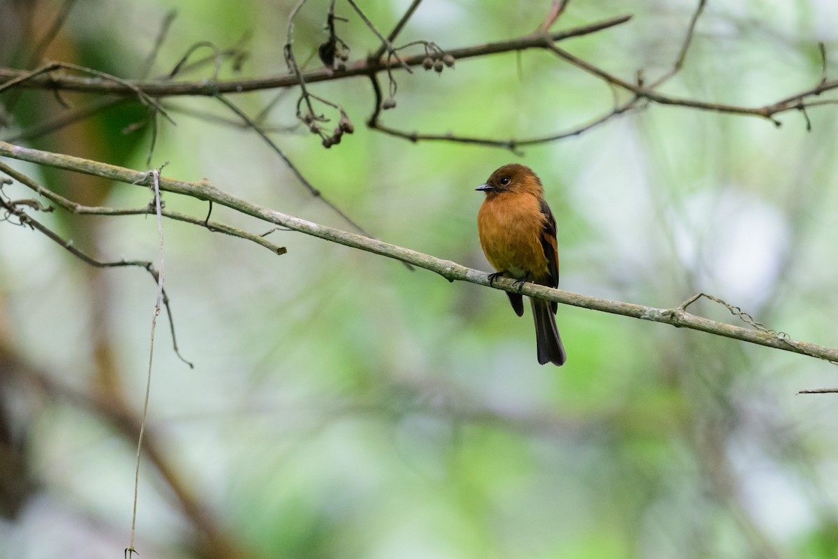 Cinnamon Flycatcher - Fredy Gómez