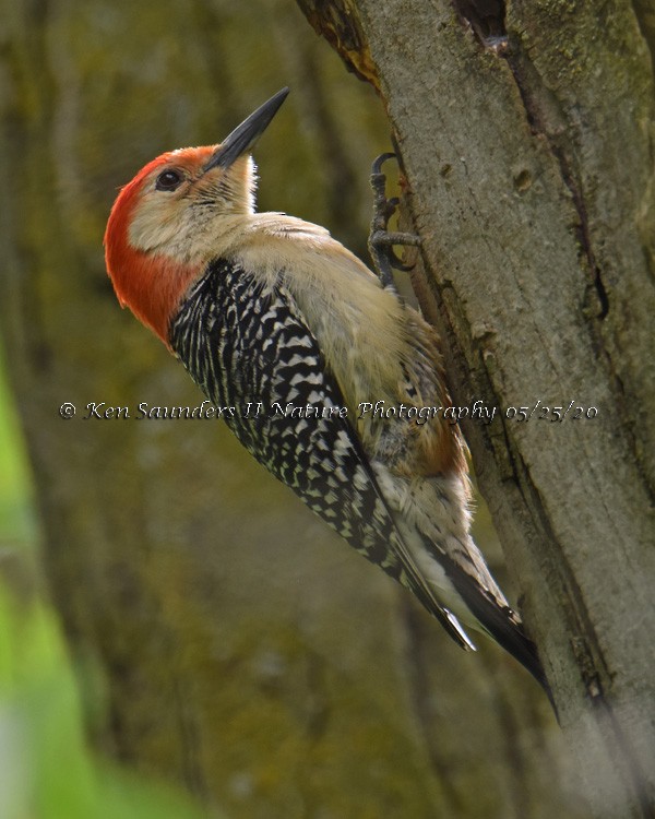 Red-bellied Woodpecker - Ken Saunders