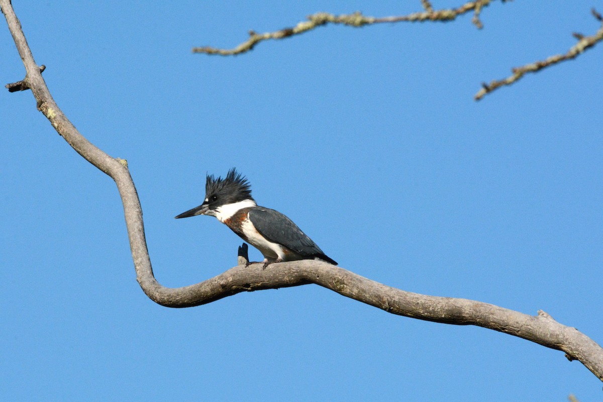 Belted Kingfisher - Leo Sack