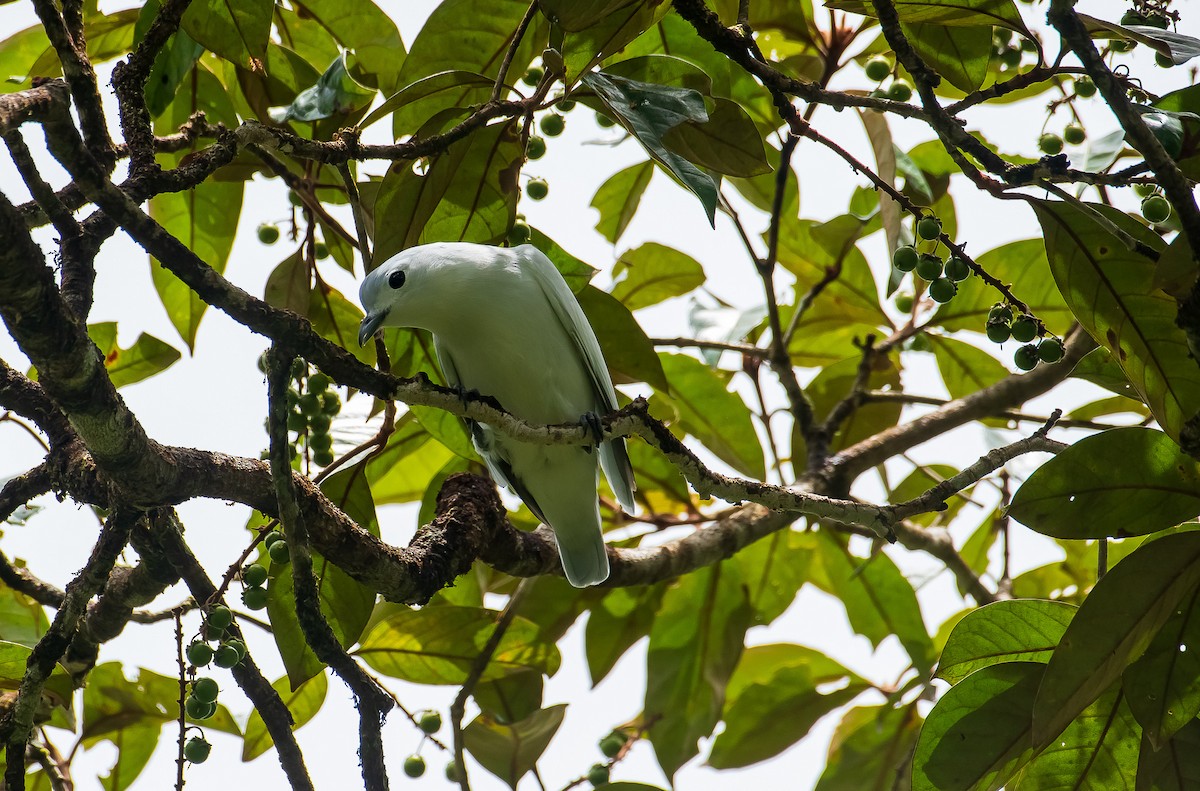 Snowy Cotinga - ML289010101