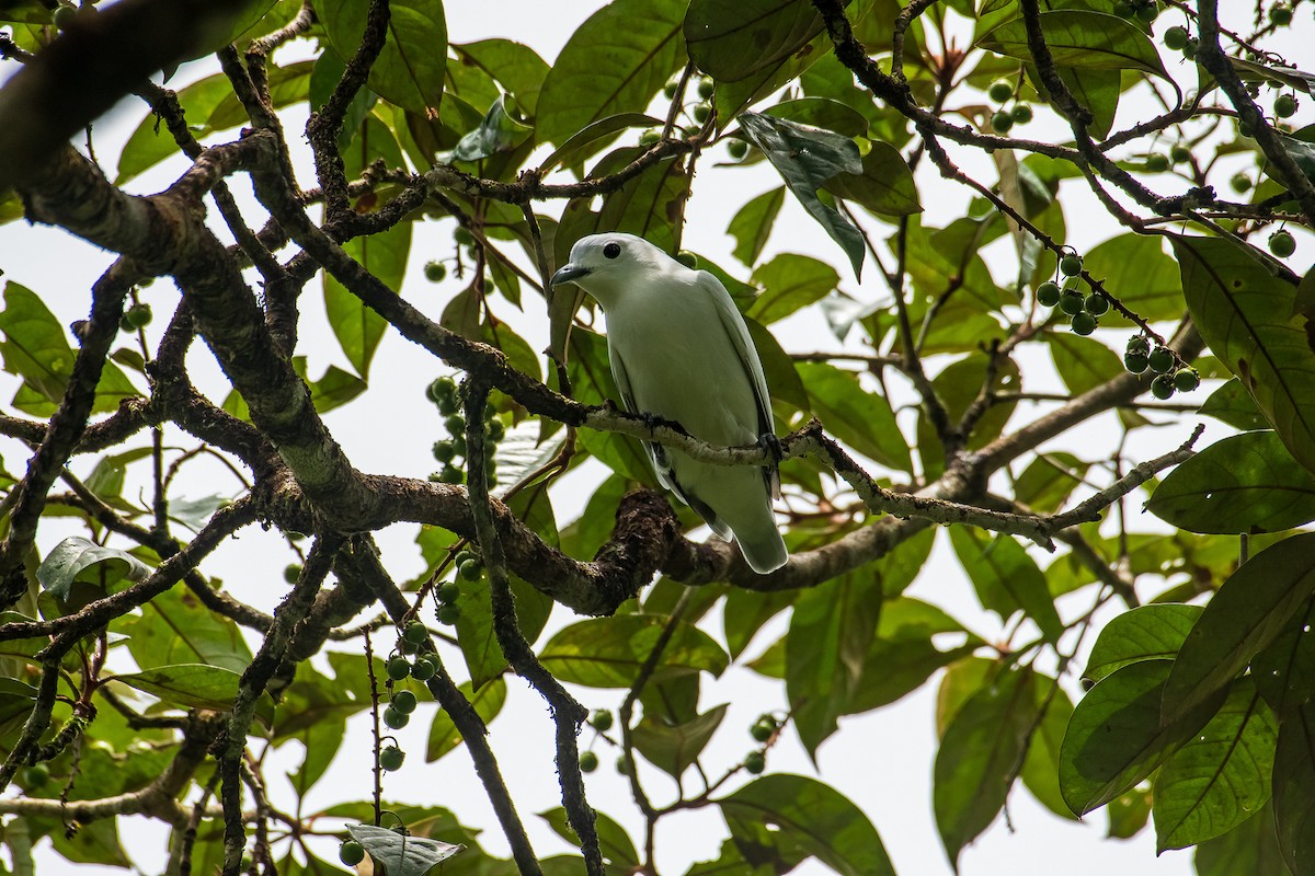 Snowy Cotinga - Paul  Najera