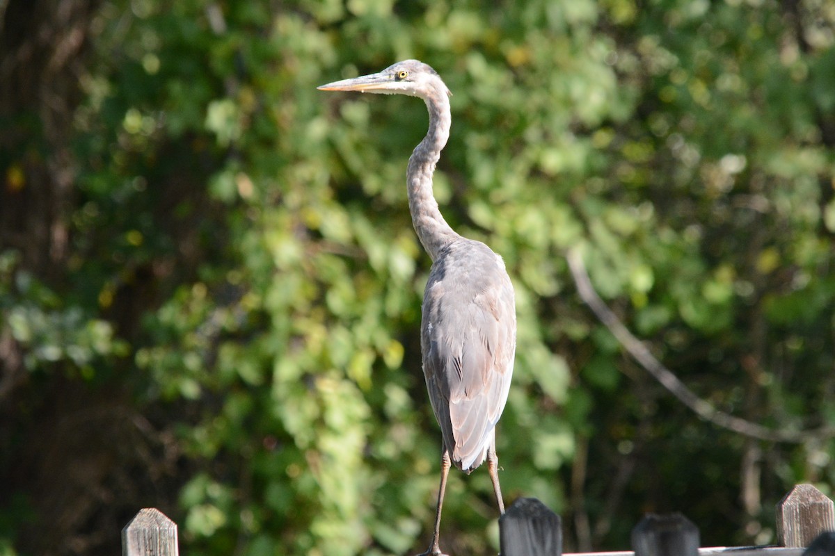 Great Blue Heron - ML289010781