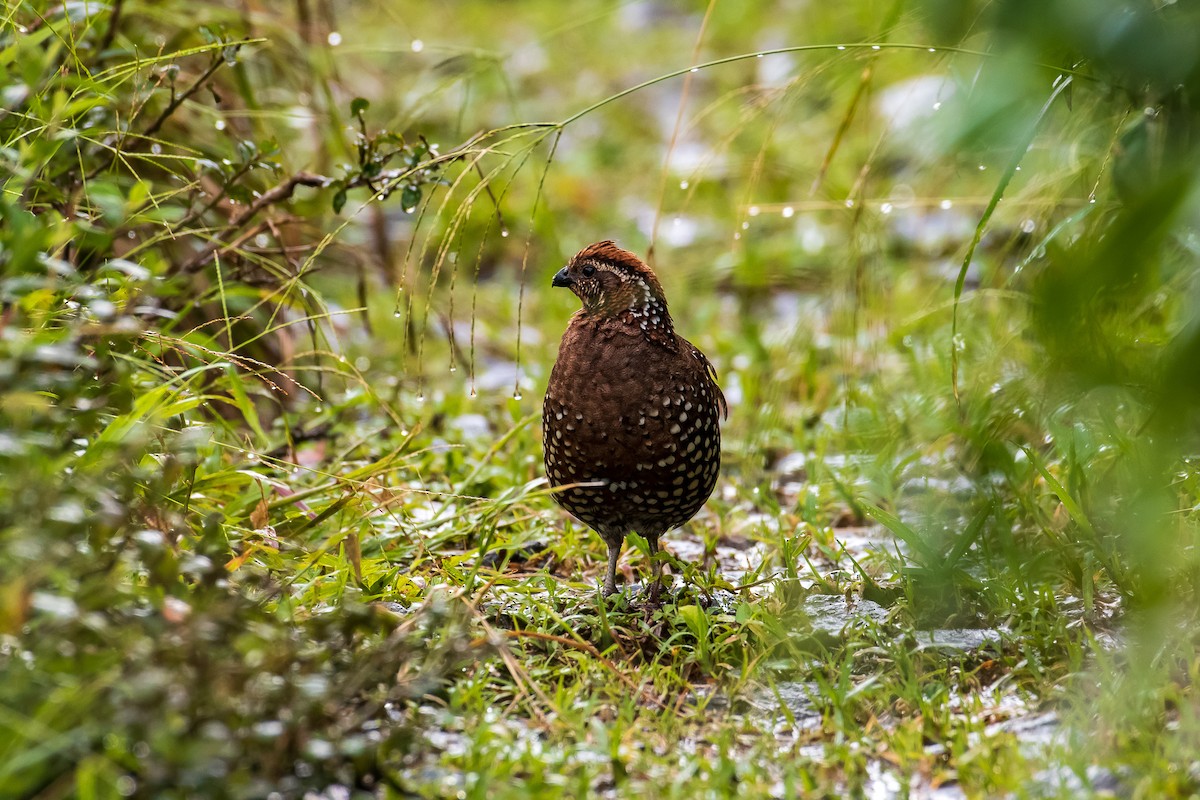 Crested Bobwhite - ML289010981