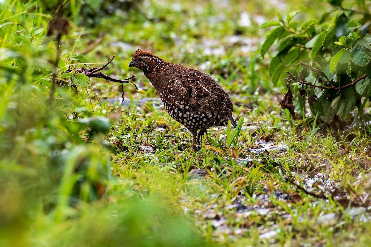 Crested Bobwhite - ML289011021