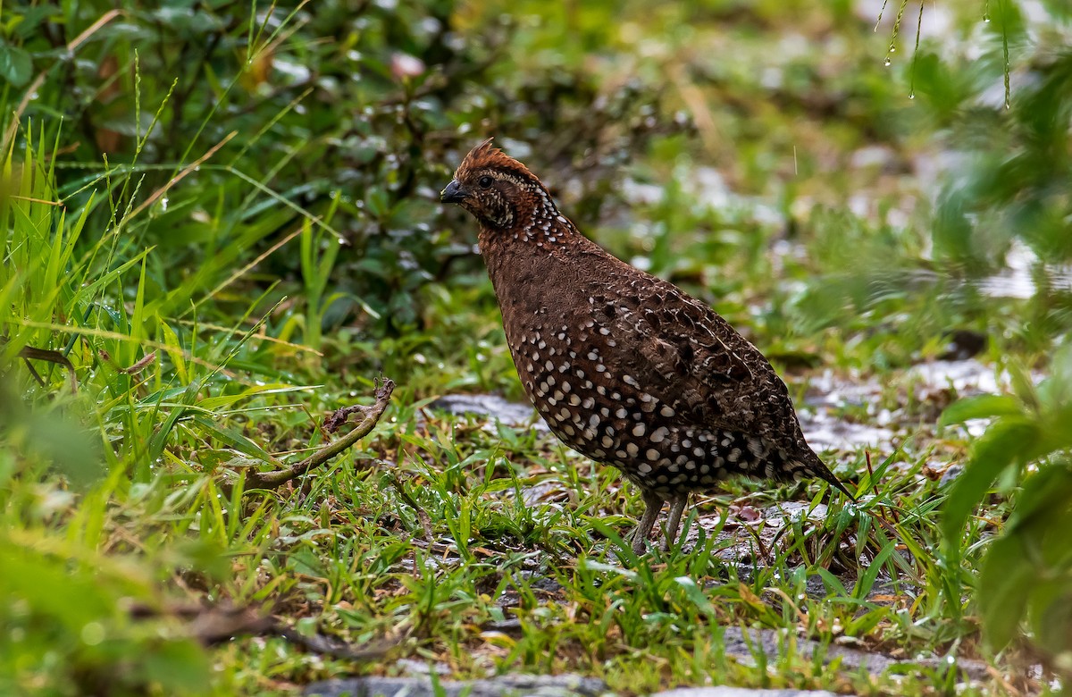 Crested Bobwhite - ML289011041