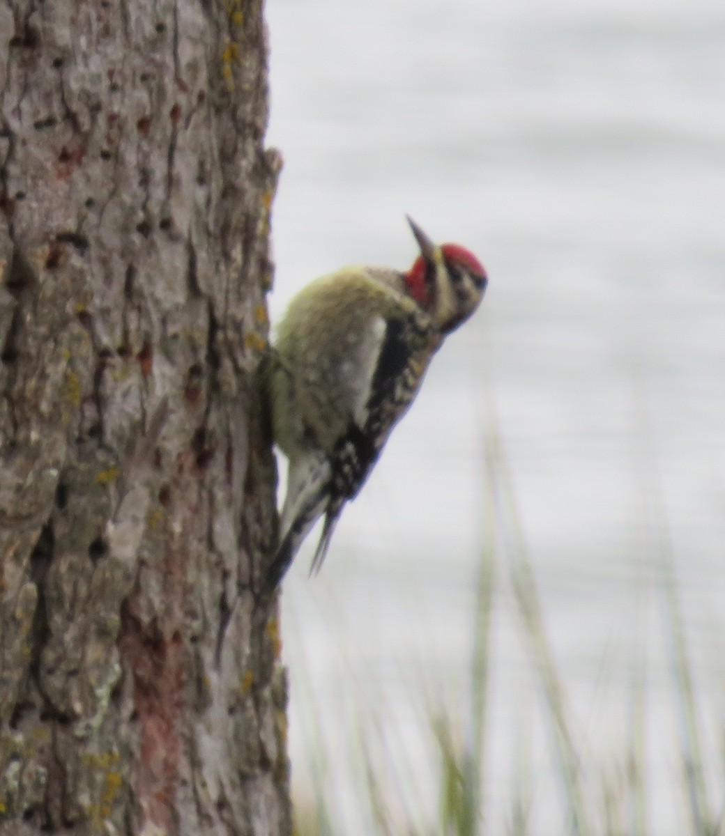 Yellow-bellied Sapsucker - ML289011671