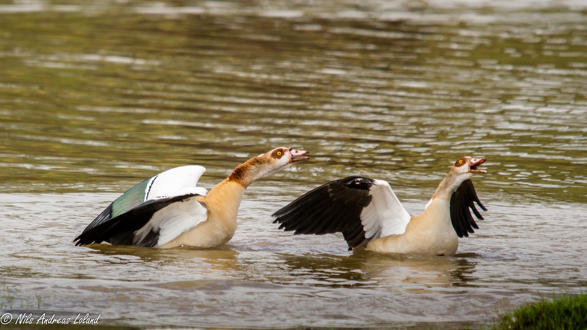 Egyptian Goose - Nils Andreas Loland