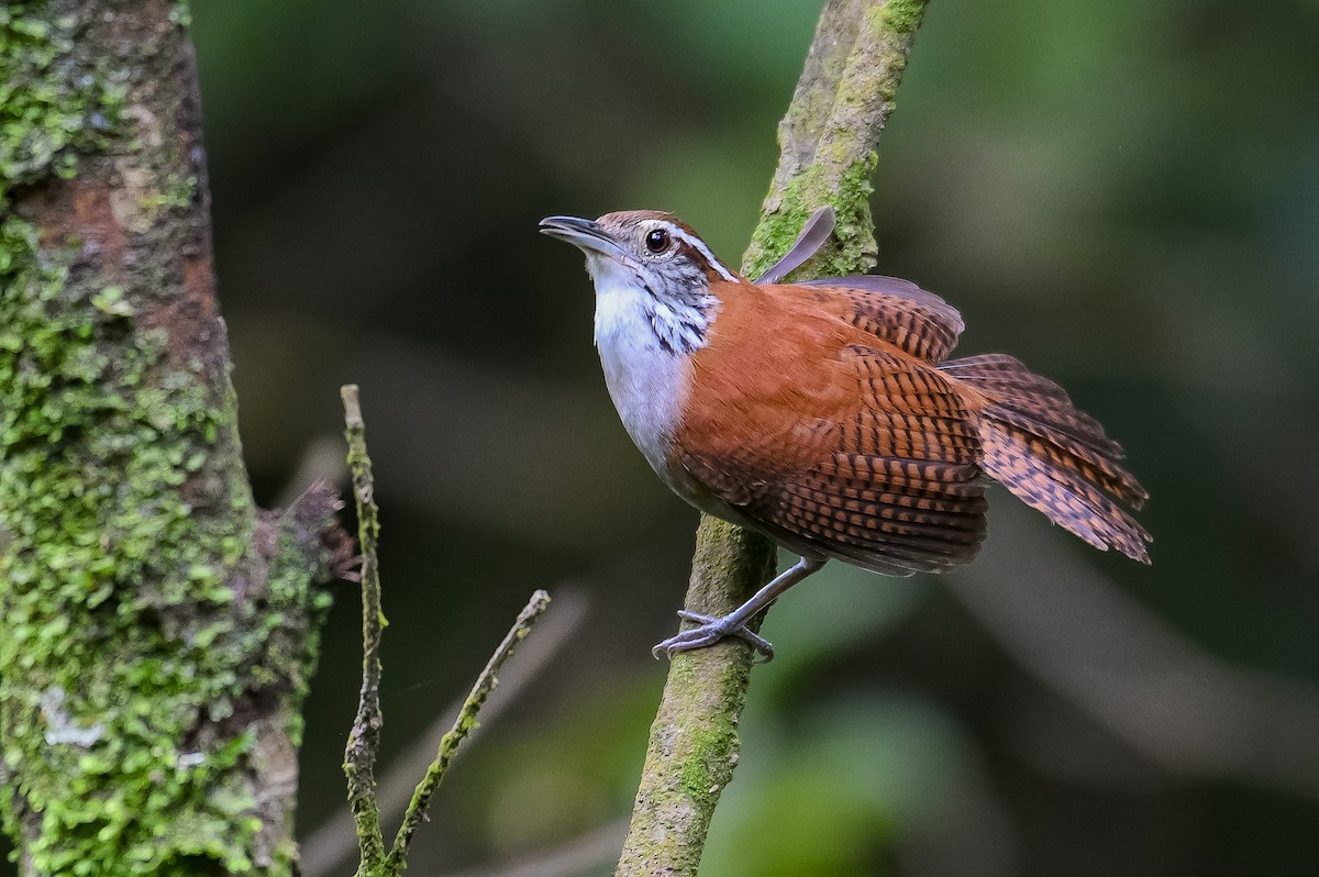 Rufous-and-white Wren - ML289013181