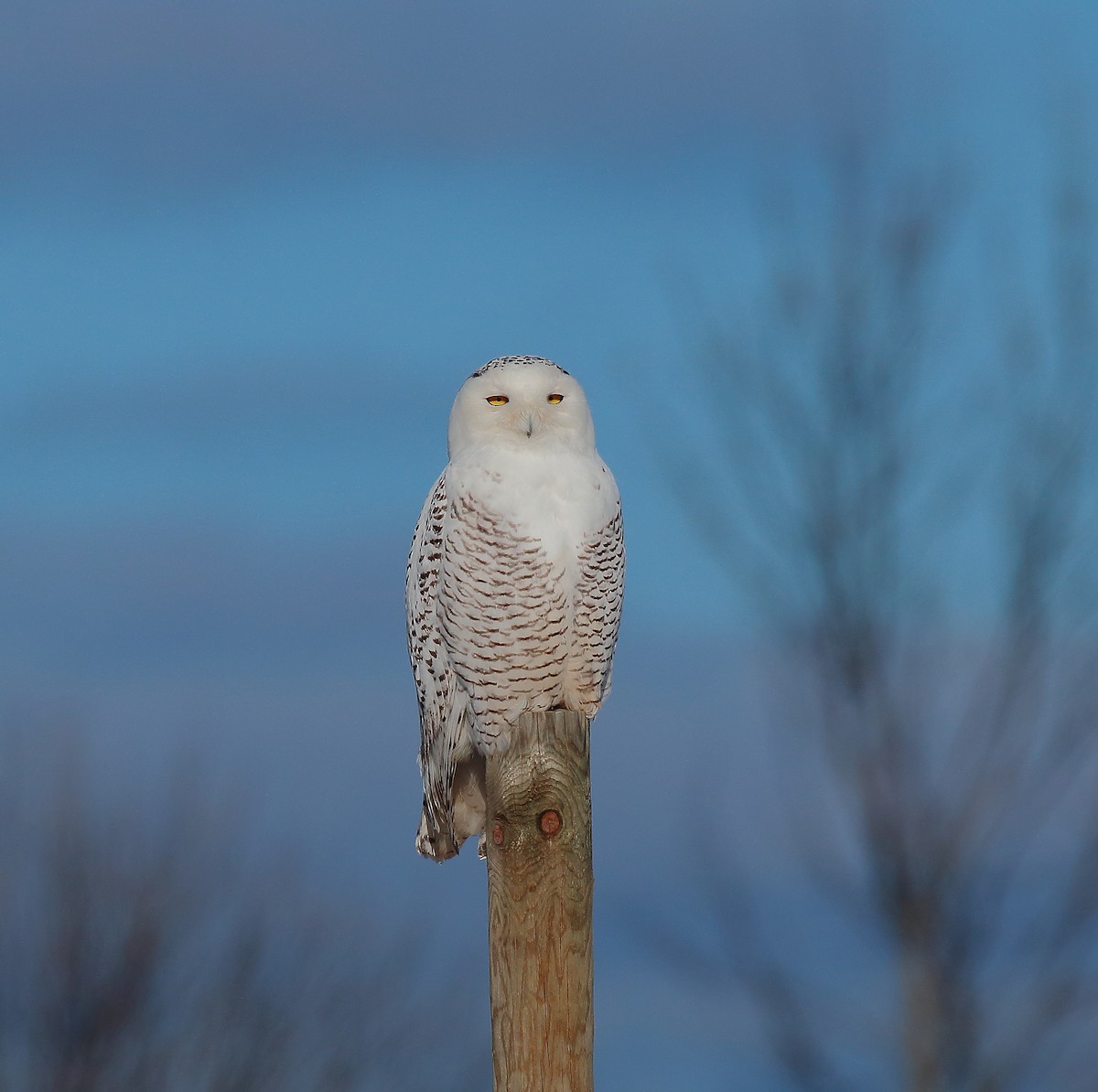 sovice sněžní - ML289013661