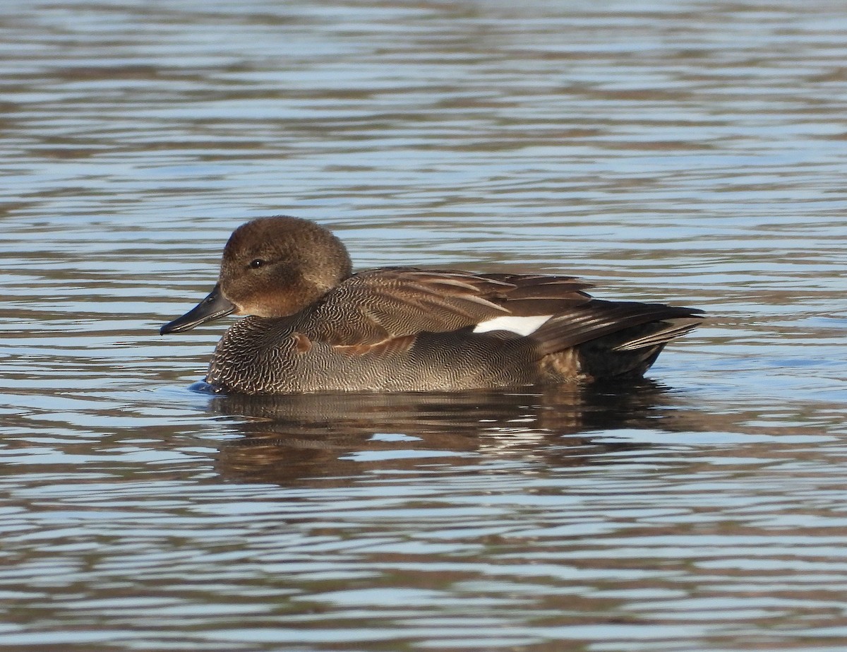 Gadwall - Peter Jungblut