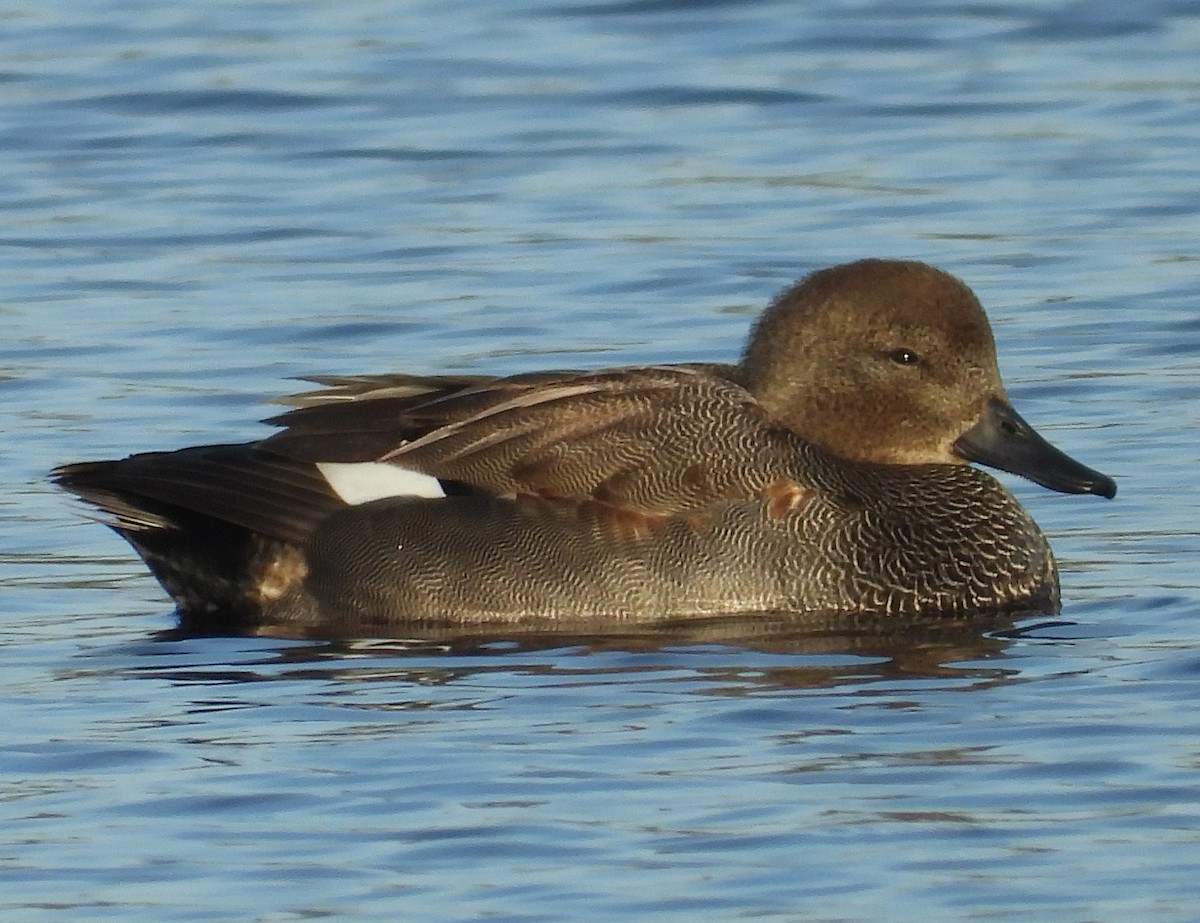 Gadwall - Peter Jungblut
