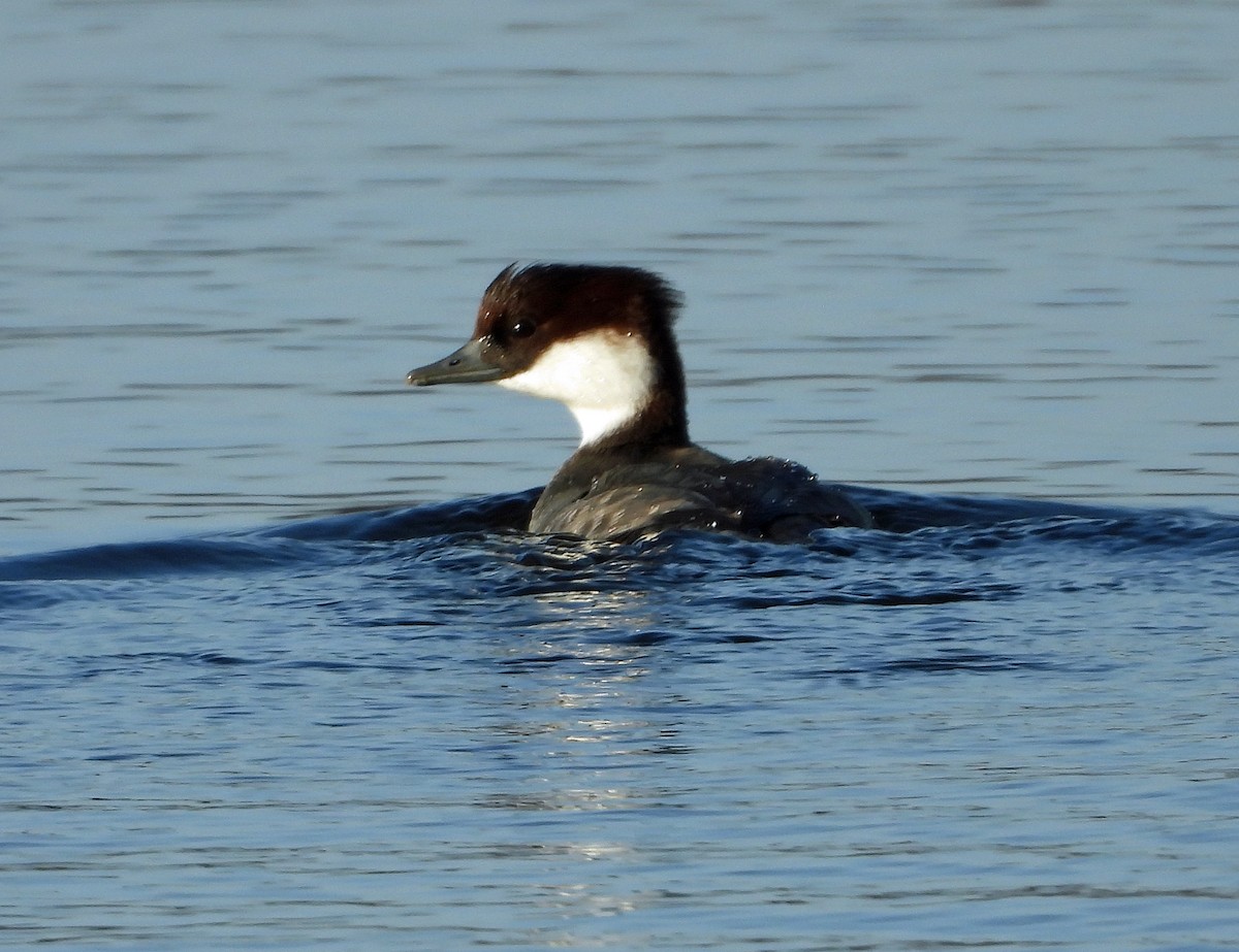 Цахиур бохио - ML289015181