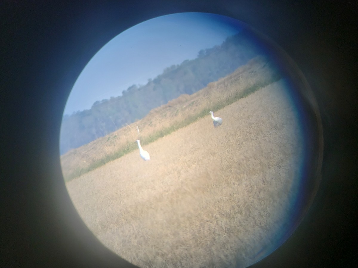 Whooping Crane - ML289015661