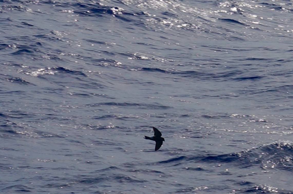 Wilson's Storm-Petrel - ML28901741