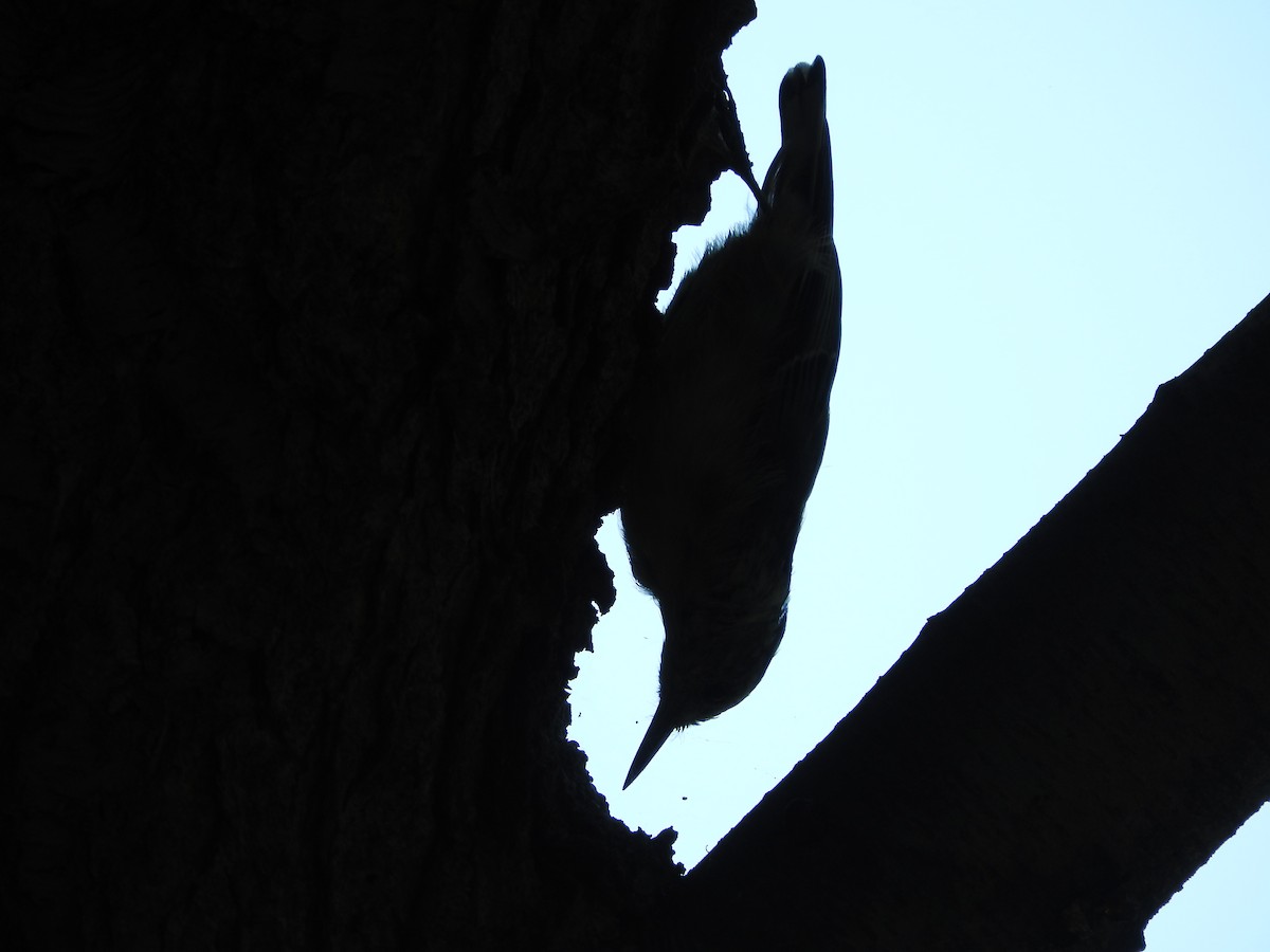 White-breasted Nuthatch - ML289019091