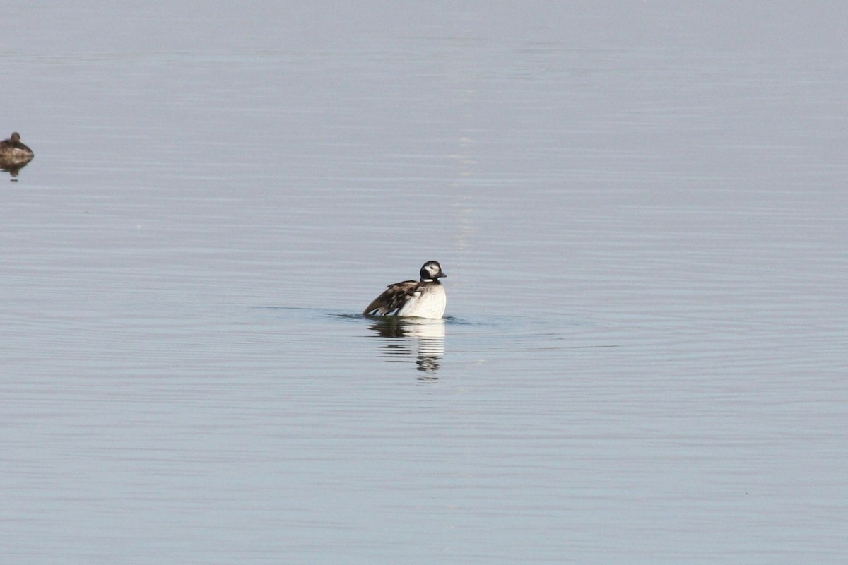 Long-tailed Duck - ML289019221