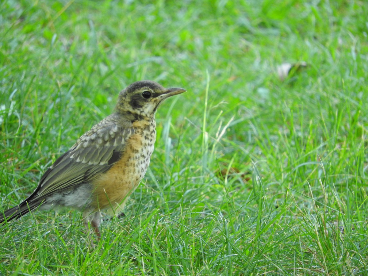 American Robin - Eneko Azkue