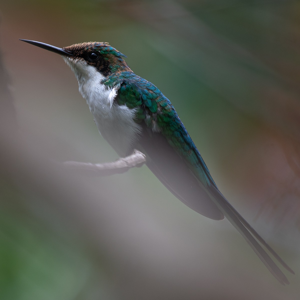 Black-eared Fairy - ML289020451