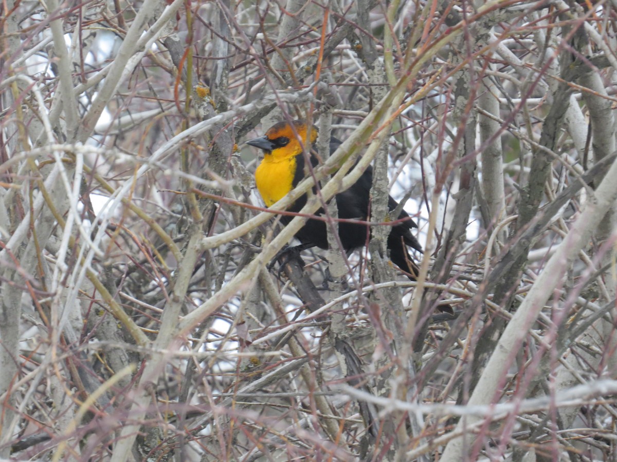 Yellow-headed Blackbird - ML289021171