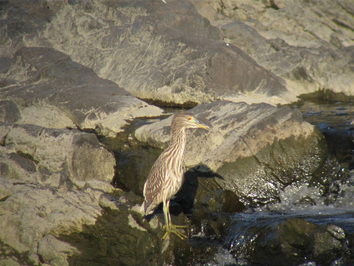 Black-crowned Night Heron - ML289021391