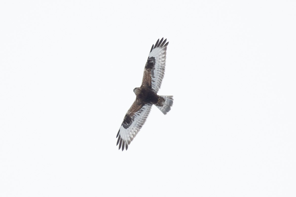 Rough-legged Hawk - Daniel Campeau