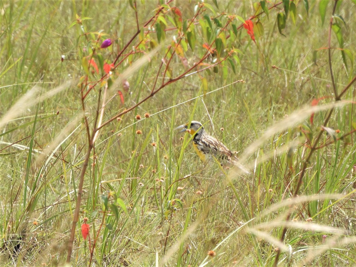 Eastern Meadowlark - Garth V. Riley