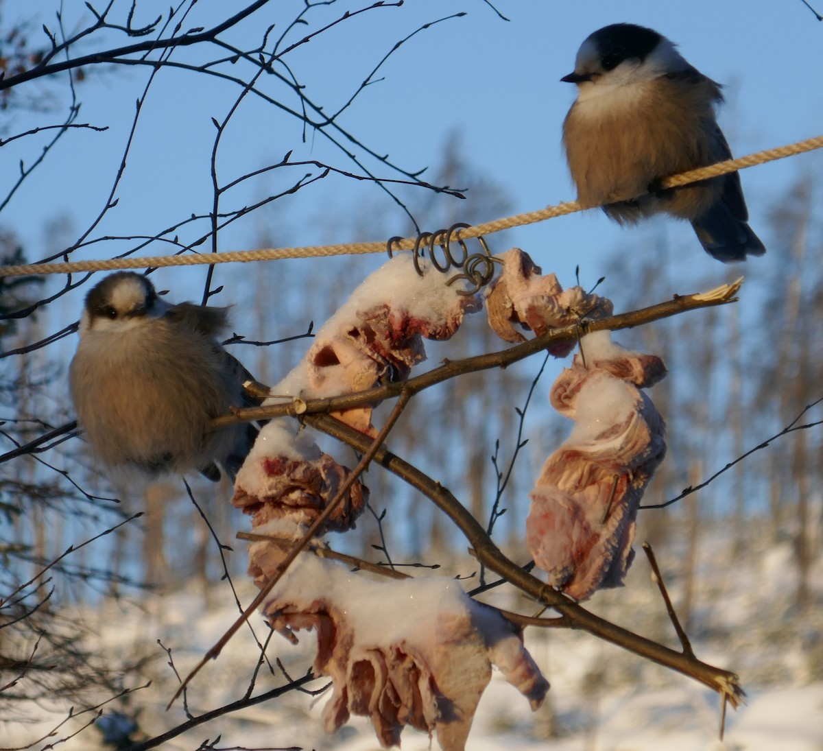 Canada Jay - ML289024711