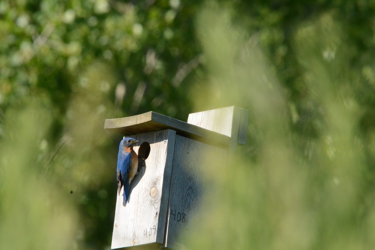 Eastern Bluebird - Leo Sack