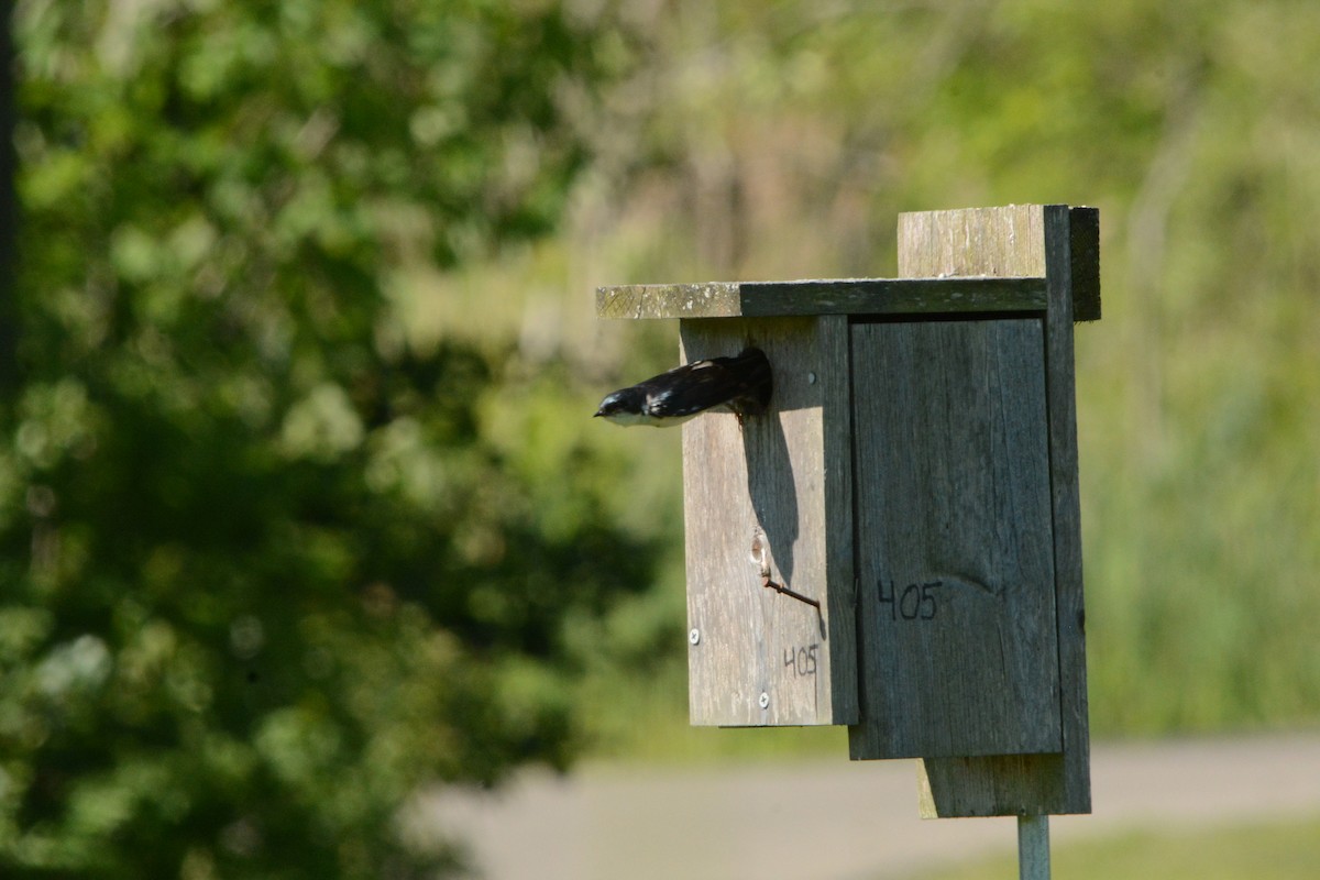 Tree Swallow - ML289029451